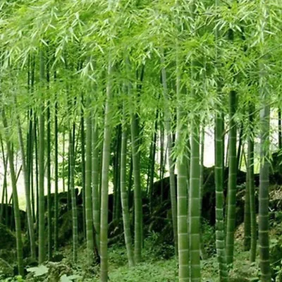 100 Pcs Giant Moso Bamboo Seeds Evergreen Perennial Fast Growing Home Garden • $4.98