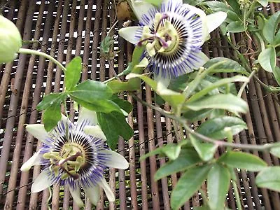 £3.55 • Buy Blue Passion Flower - Perennial- Passiflora Caerulea 50 Seeds - Buy 1 Get 1 Free