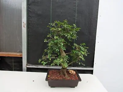 29 Year Old Chinese Elm Specimen Curved Trunk Bonsai Tree • $975