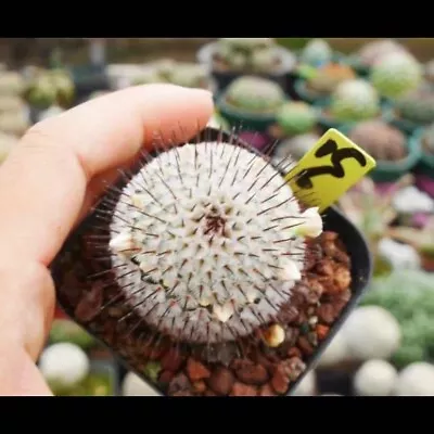 Rare Succulent Plant Mammillaria Perezdelarosae Subs.andersoniana  • $9.99