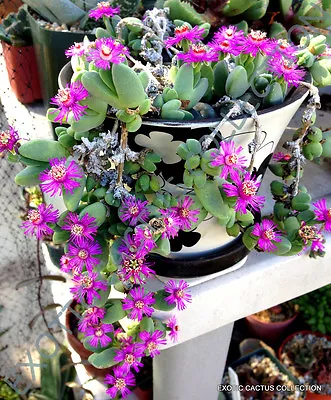 RARE ANTIMIMA TURNERIANA Exotic Ice Plant Ruschia Cactus Mesembs Seed -15 SEEDS • $8.99