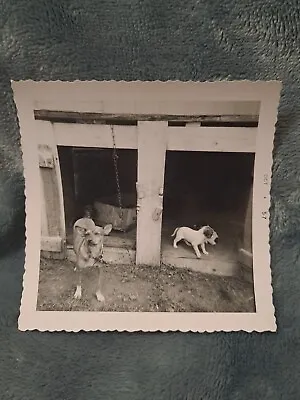 1957 Dog House Vintage Farm Photo • $5