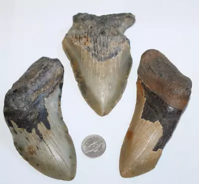 MEGALODON Fossil Giant Shark Tooth No Repair Natural LOT OF 3 BEAUTIFUL TEETH • $99