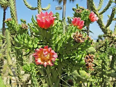 £15 • Buy Succulents CYLINDROPUNTIA SUBULATA  A Columnar Cactus