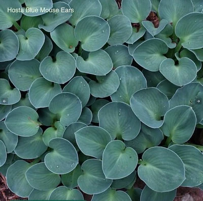 £6.95 • Buy 1 Hosta ‘Blue Mouse Ears’ Bare Root Plant