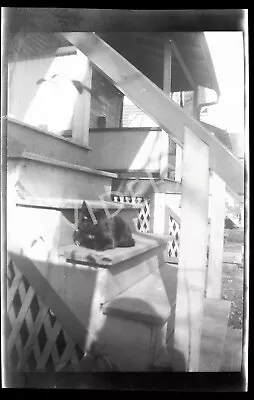 £16.34 • Buy VTG Photo Negative Black Cat Sitting On House Steps
