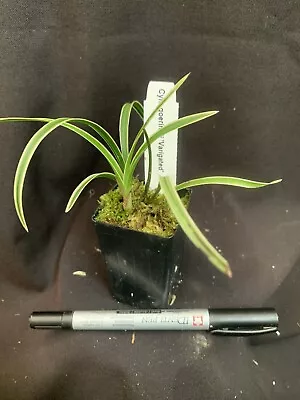 Species Orchid - Cymbidium Goeringii VARIEGATED • $49