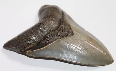 MEGALODON Shark Tooth Fossil Natural NO Repair 4.55  HUGE MUSEUM QUALITY • $325