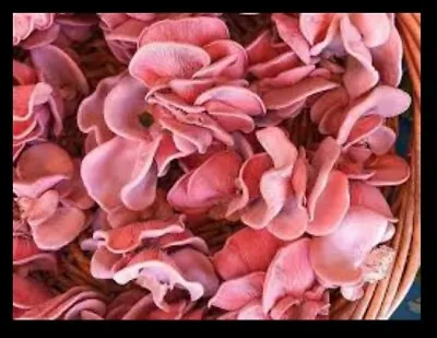 Dried Pink Oyster Mushroom Spores Organic Non-GMO 🍄 DRIED MUSHROOM 🍄 • $9.75