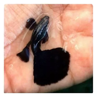$30 • Buy 1 Trio Live Guppy Fish - HB Black - High Quality