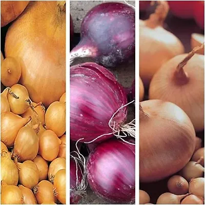 £9.99 • Buy Onion Sets Mix (150 Sets Or Approx 750g) Inc Red Baron - Centurion