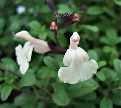 3 X Salvia So Cool Cream Plug Plants Aromatic Ornamental Sage Perennial • £9.95