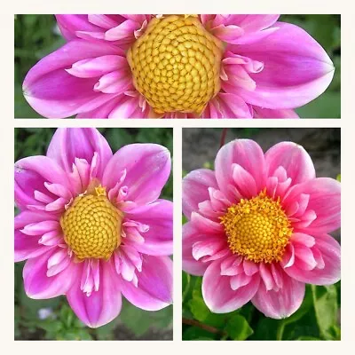Dahlia Collarette Hartenaas Tubers. Pretty Shades Of Pink Summer Long Flowers • £8.95