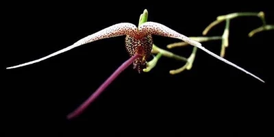 $40 • Buy Species Orchid - Scaphosepalum Gibberosum Small