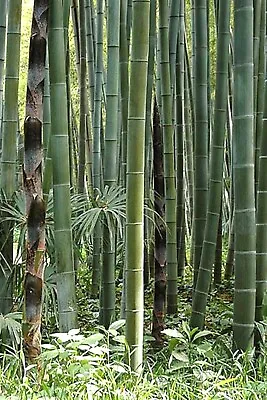 Phyllostachys Edulis 20 Seeds Edible Giant Timber Moso Bamboo • $3.99