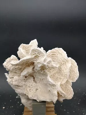 Plating Dead Dry Stony Coral SPS Natural Art • $29.95