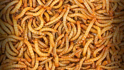 Live Mealworms - 50 - 10000 - Large 3/4  - 1  - Reptile Food • $10.99