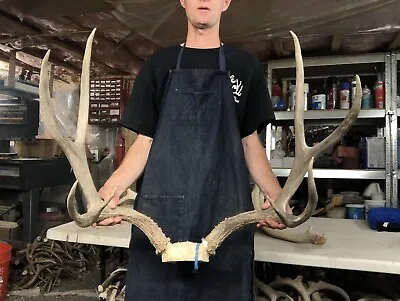 Huge 173” Mule Deer Rack Set Antlers Sheds Horns Elk Moose Rack • $400