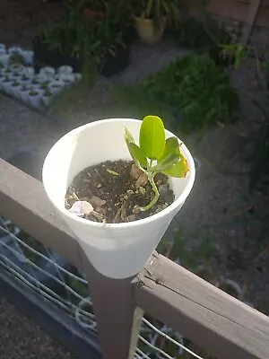 Purple Texas Mountain Laurel Sophora Secundiflorum Drought Tolerant Seedling • $23.50