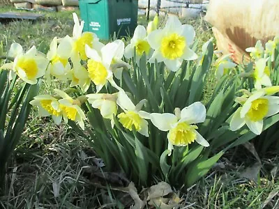 Lot Of 50 Grandmothers Perennial Daffodil Flower Bulbs PREBOOK FOR SPRING 2024 ! • $19.99