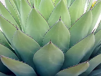 Agave Impressa Is A Striking And Visually Captivating Succulent Plant • $57.45