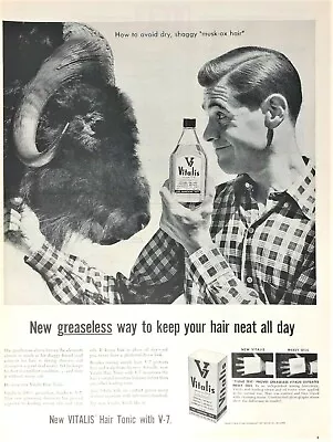 1956 Vitalis Vintage Print Ad Musk Ox Greaseless Way To Keep Hair Neat All Day  • $8.99