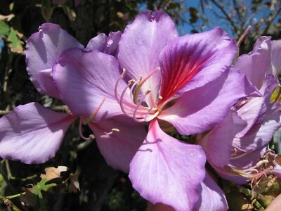 $5.50 • Buy Purple Orchid Tree Bauhinia 10 Seeds Bauhinia Purpurea Flowering Tropical Beauty