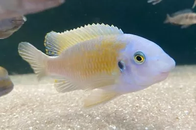 Labidotropheus Fuelleborni Albino Malawi African Mbuna Cichlid 4cm • £15