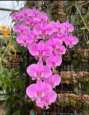 $50 • Buy FPOrchids Species Phal. Schilleriana 'FongPing' Mc - Tubestock