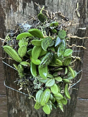 $34.95 • Buy Dockrillia Linguiformis