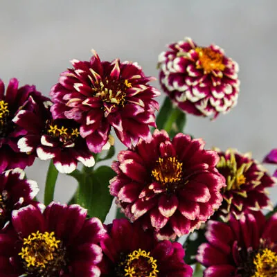 Zinnia - Aztec Burgundy Bi-colour - 1 Gram ~ Approx 600 Seeds • £2.59