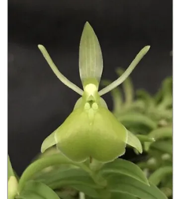 RARE Epidendrum Porpax Alba ‘Green Mountain’ • $28