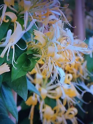 Honeysuckle Plant In 13cm Pot Approx. Yellow And White • £3.49