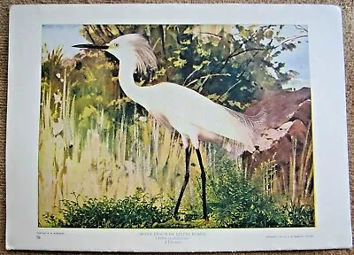 1900 Antique Snowy Heron / Little Egret Bird Lithograph Print • $22.50