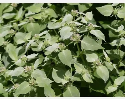 Mountain  Mint  *  20+ Seeds * Rare * Herb * Medicinal * Aroma * • $0.99