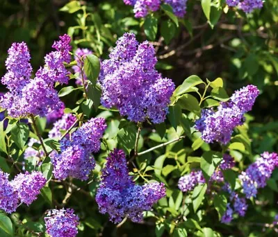 (SET OF 2) TWO YEAR OLD LIVE Lilac Bush/Shrubs 1 1/2- 2 Ft Tall • $24.99