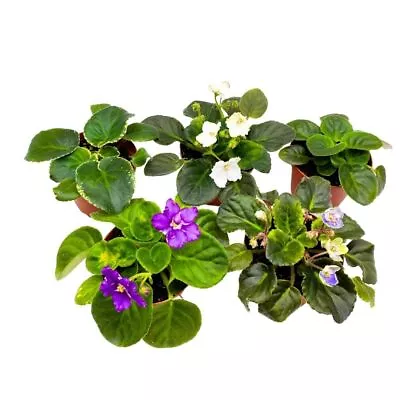 Harmony's African Violet Assortment 4 Inch Set Of 5 Rare Saintpaulia Violets G • $99.99