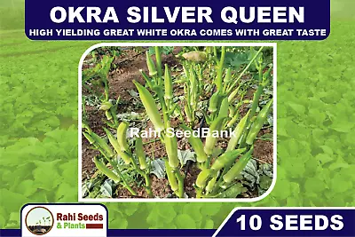 Okra Silver Queen High Yielding Great White Okra Comes With Great Taste 10 Seeds • $4.50