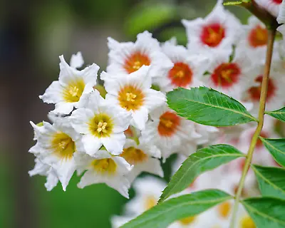 5 YELLOWHORN TREE Xanthoceras Sorbifolium White Yellow Red Fragrant Flower Seeds • $4