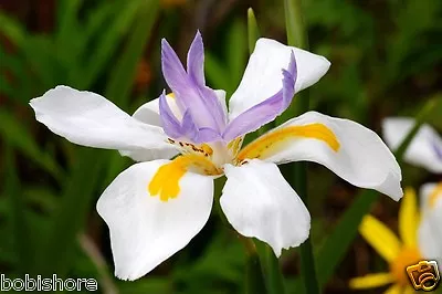 Free Post Aust Fairy Iris Poor Man Orchid Seeds Hardy Exotic Cream Purple Seed • $14.95