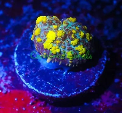 Cornbred's Golden Nugget Bounce Mushroom - WYSIWYG - Frag - LIVE CORAL • $38