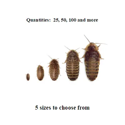 Dubia Roaches - Small Medium Large XL - Live Feeders Ships Same Day FREE • $13