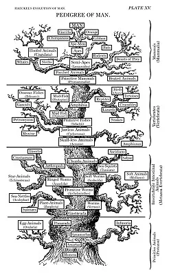 Ernst Haeckel Evolution Of Man Chart Diagram Antique Science Decor Poster Print • $200