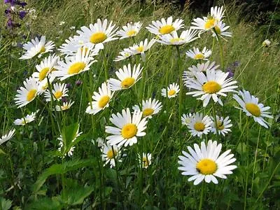 Ox Eye Daisy Wild Flower  4 Gm Seeds Approx 12000 Seeds Leucanthemum Vulgare • £2.29