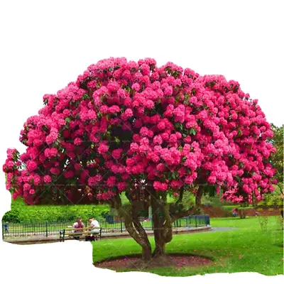 20 SEEDS For Pink Fuchsia CHERRY TREE Rare Blossom Flowering Exotic USA Seller • $7.75