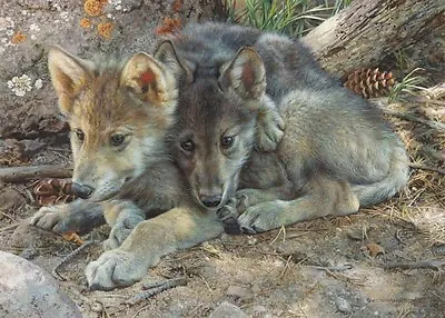 Carl Brenders BROTHERLY LOVE Wolf Pups Art Print ARTIST PROOF A/P #12/76 • $114
