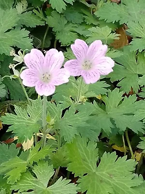 £6.99 • Buy Hardy Geranium With Pink Flowers (set Of 3 Seedlings/roots)