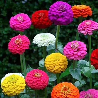 50 Pom Pom Giant Lilliput Seeds Grow Bright Mixed Coloured Garden & Vase Flowers • £3.49