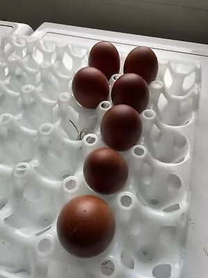 6 X French Copper Maran Hatching Eggs • £15.95