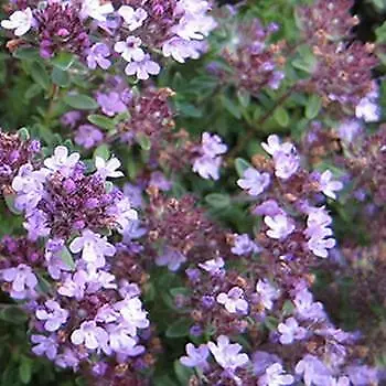 £1.29 • Buy Herb - Thyme English Winter - 5000 Seeds